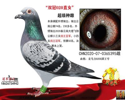 冠军团队：双冠020回血女儿