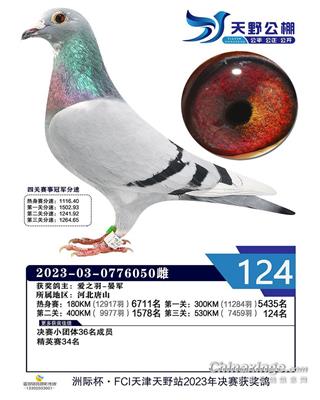 2023年天野公棚成绩鸽