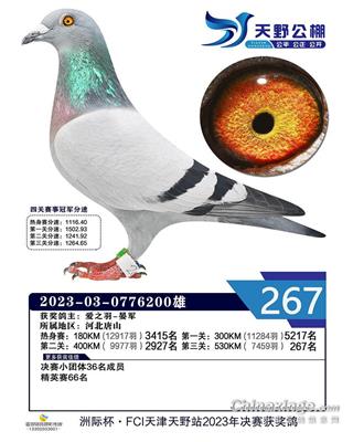 2023年天野公棚成绩鸽