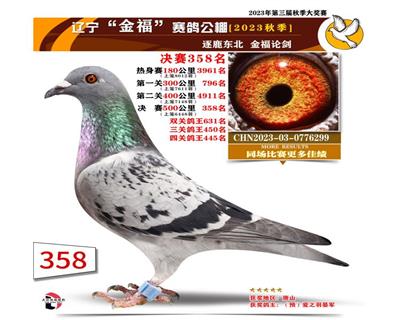 2023年金福公棚成绩鸽