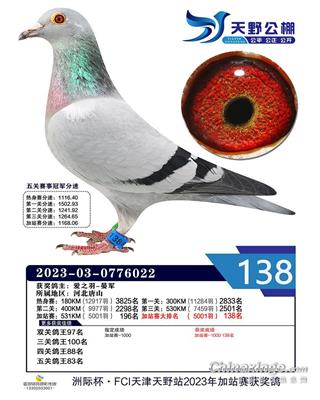 2023年天野公棚成绩鸽