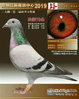 红枫聚宝盆亚军