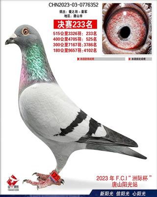 2023年阳光小棚成绩鸽