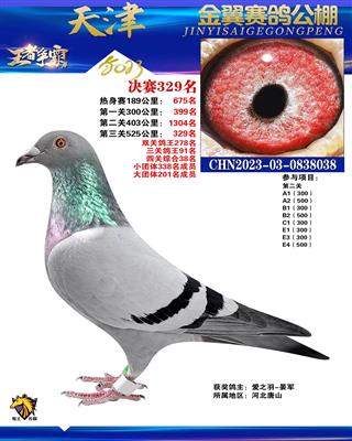 2023年金翼公棚成绩鸽