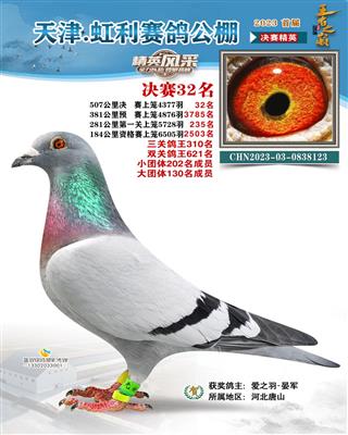 2023年虹利公棚成绩鸽