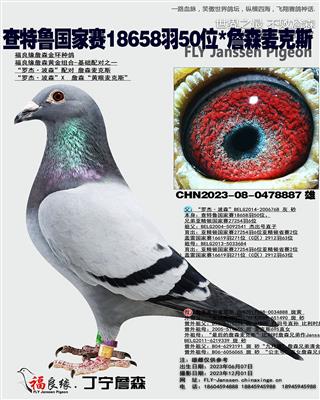 查特鲁国家赛18658羽50位*詹森麦克