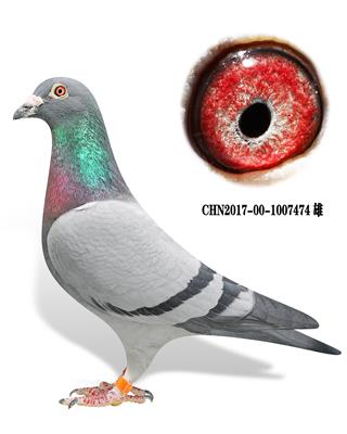 【白腹号直孙】