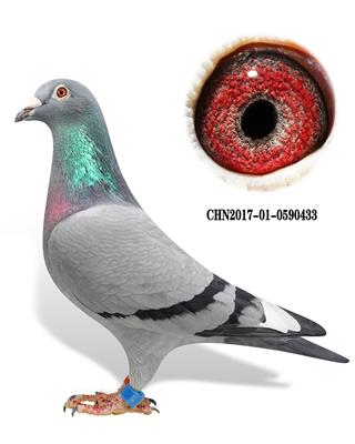 【英格斯178直孙女】