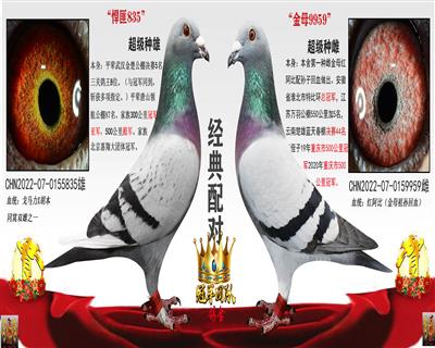 悍匪835X金母9959