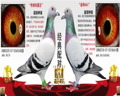 传奇灰国王X金母661