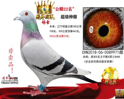 “国王号”公棚决赛22名6666种雄孙