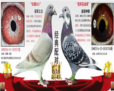 红狐521X冠军花金球