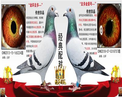 金环圭多X圭多金蛋号（父女回血配）