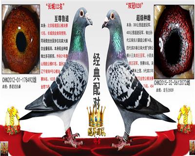 吸金鲁道X双冠020