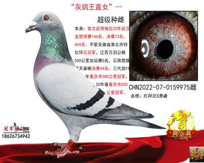 冠军团队：红阿比金母金楚73名母亲