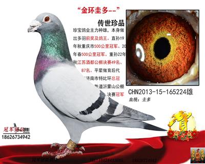 冠军团队：金环圭多老雄