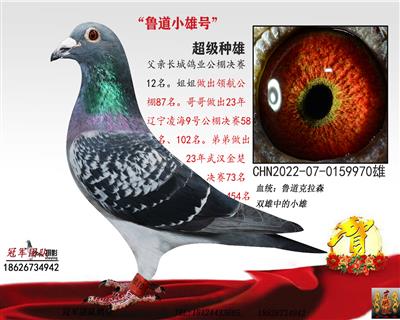 长城鲁道：“无敌鲁道”小金雄