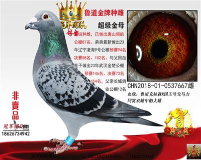 长城鲁道:鲁道金牌种雌