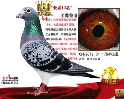 长城鸽业：决赛12名