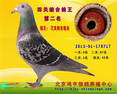 公棚四关鸽王总冠军