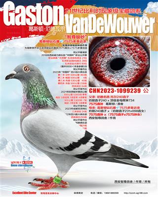 奶酪钻石雌7575回血