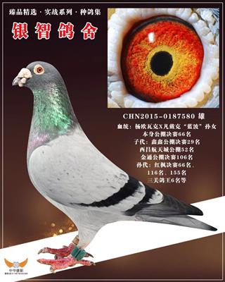 杨.欧瓦克，仅供欣赏