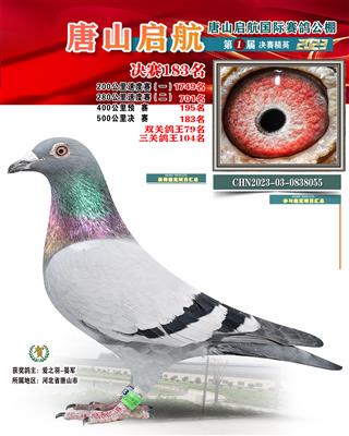 2023年启航公棚成绩鸽
