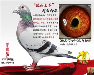 国王号一四冠王直子（铁血圭多）