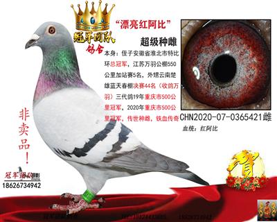 漂亮红阿比