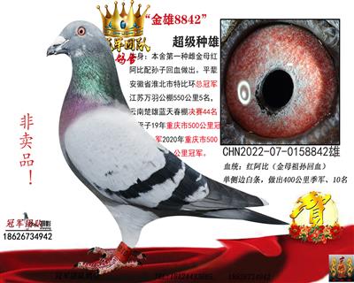 金母回血直子8842