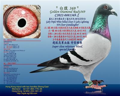 蓋比三重白腹近亲X蓋比闪电038近亲孙女