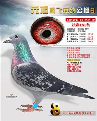 2023年元旭公棚成绩鸽