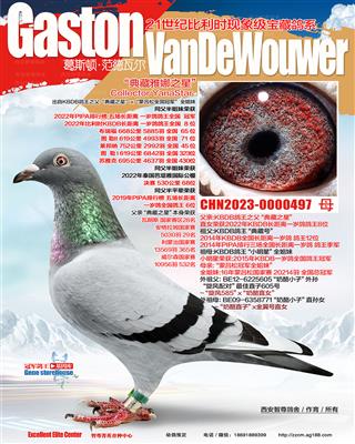 KBDB鸽王8位半姐妹