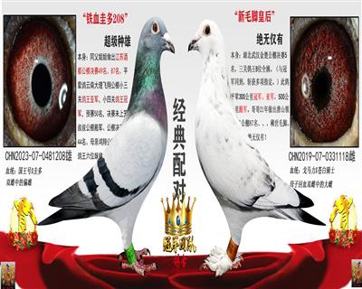 铁血圭多X新毛脚皇后