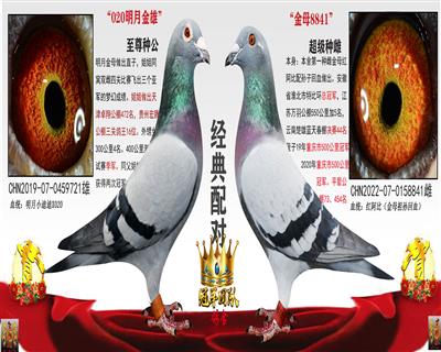 020明月雄X金母8842