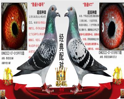 鲁道小雄号X鲁道877（舅配外甥女）