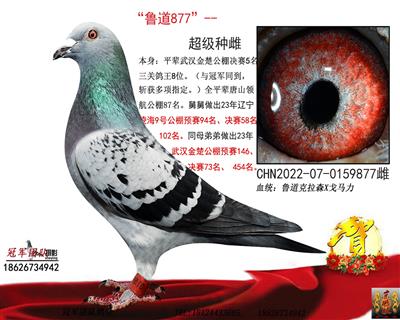 长城鲁道：鲁道种雌877