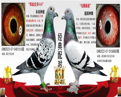 铁血圭多X毛脚最爱