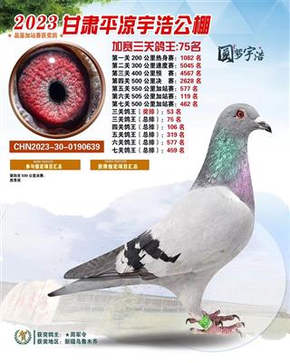 2023甘肃平凉宇浩公棚三关鸽王75