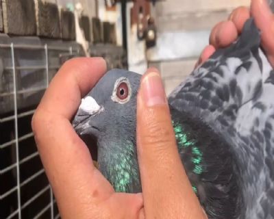 博翼俱乐部211位