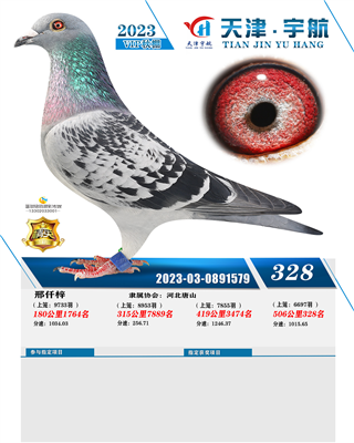 23年秋天津宇航VIP大棚决赛328名