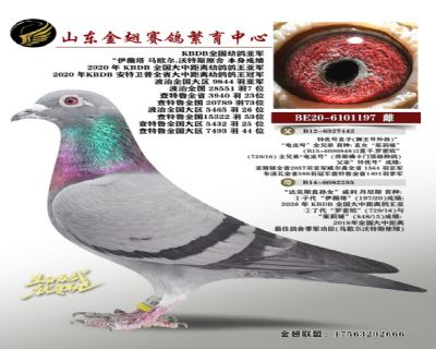 KBDB全国幼鸽亚军