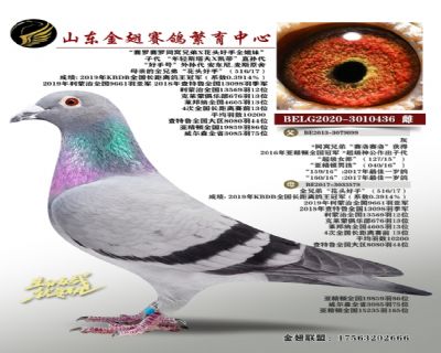 “赛罗赛罗同窝兄弟X花头好手全姐妹”