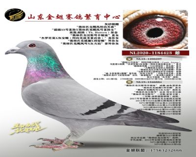 “奥林匹克飓风所向无敌”