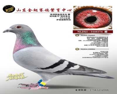 哈利回血直孙女