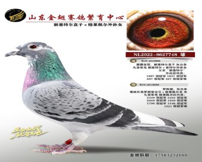 新基特尔直子x格莱佩尔外孙女