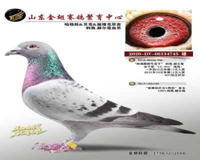 哈格栋&贝克&施维克原舍 利奥.赫尔曼血