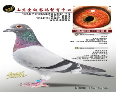 “花头好手全兄弟X花头好头直女”子代