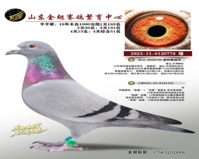 查特鲁冠军直子