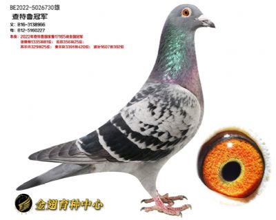 查特鲁冠军